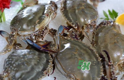 梭子蟹一只大概多重？梭子蟹一斤一般幾只？