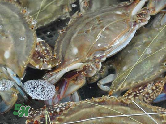 梭子蟹為什么這么貴？梭子蟹和大閘蟹哪個(gè)貴？