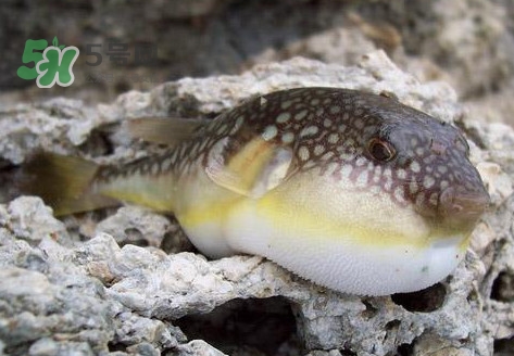 河鲀是淡水魚嗎？河鲀是哺乳動(dòng)物嗎