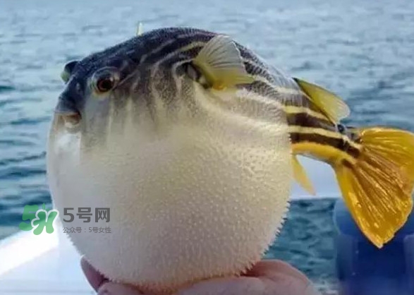 河鲀和大巴魚(yú)是一回事嗎？河鲀有哪些營(yíng)養(yǎng)價(jià)值