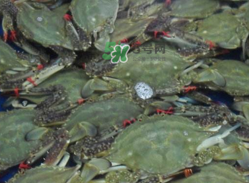 飛蟹可以冷凍嗎？飛蟹能冷凍保存嗎？