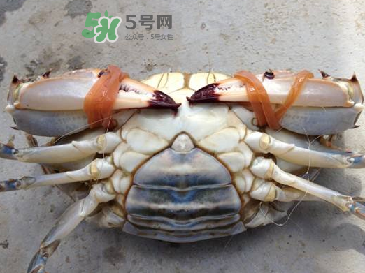 飛蟹可以冷凍嗎？飛蟹能冷凍保存嗎？