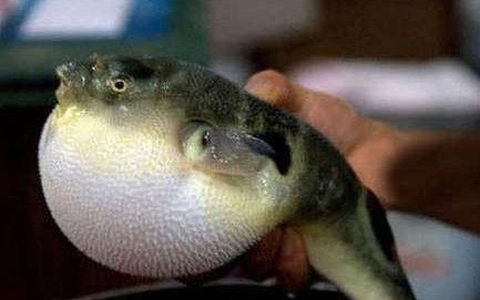 河鲀哪個部位有毒？河鲀哪個部位可以食用