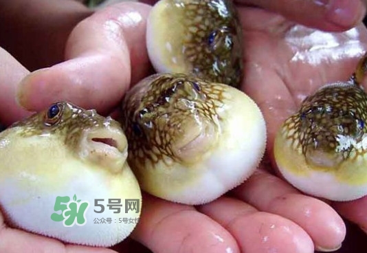 河豚哪里有毒？河豚毒素在哪