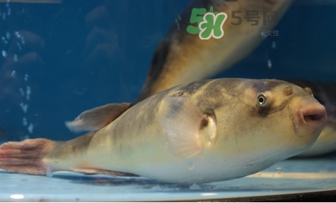 河豚能吃嗎？河豚可以吃嗎