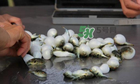 河豚能吃嗎？河豚可以吃嗎