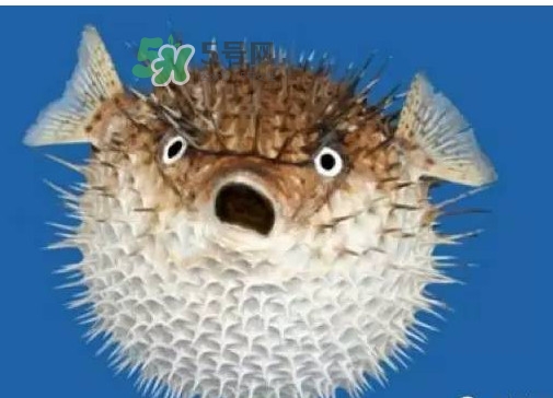 河豚可以當(dāng)寵物養(yǎng)嗎？河豚可以用淡水養(yǎng)嗎