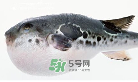 河豚究竟有多好吃？河豚最毒的部位是哪里