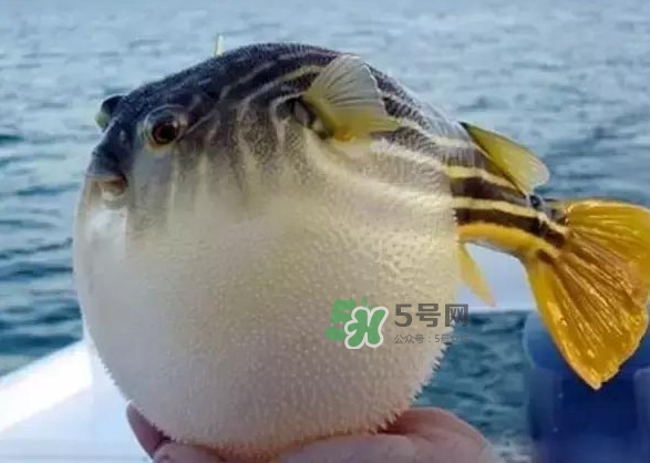河豚魚多少錢一斤？河豚為什么會(huì)鼓起來