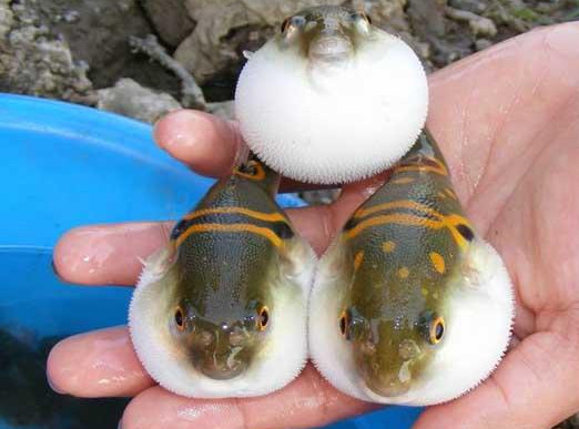 河豚魚(yú)怎么吃？河豚魚(yú)怎么去毒