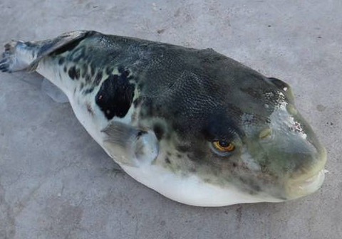 河豚魚(yú)怎么吃？河豚魚(yú)怎么去毒