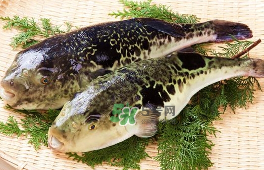 河豚魚是海鮮嗎？河豚魚是淡水魚嗎