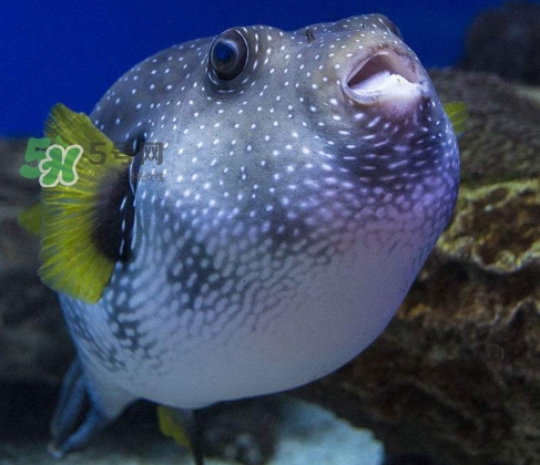 河豚魚是發(fā)物嗎？河豚魚為什么有毒