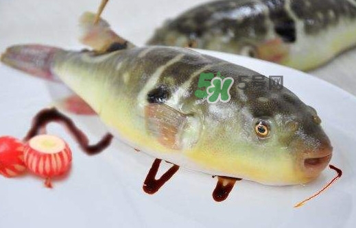 河豚魚是發(fā)物嗎？河豚魚為什么有毒