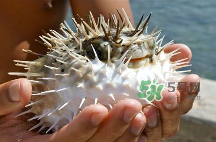 河豚中毒會(huì)產(chǎn)生幻覺(jué)嗎？河豚中毒多久發(fā)作