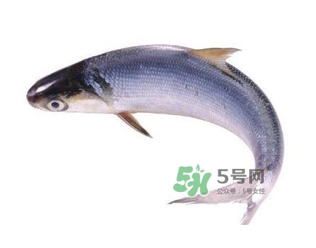 鰣魚(yú)怎么讀？鰣魚(yú)是什么魚(yú)
