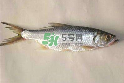 鰣魚怎么做好吃？鰣魚怎么處理