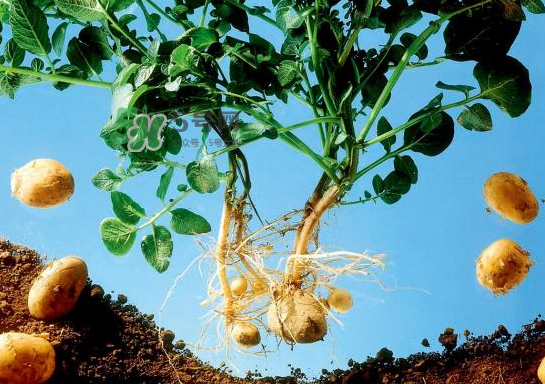 八月份可以種土豆嗎？八月份可以種馬玲薯嗎？