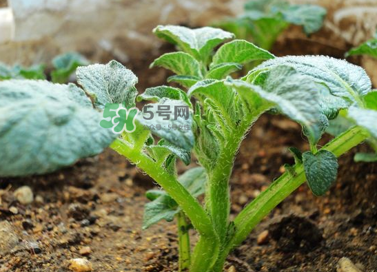 八月份可以種土豆嗎？八月份可以種馬玲薯嗎？