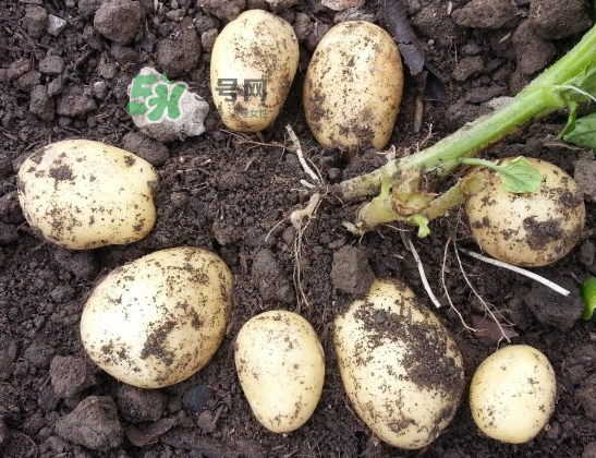 八月份可以種土豆嗎？八月份可以種馬玲薯嗎？