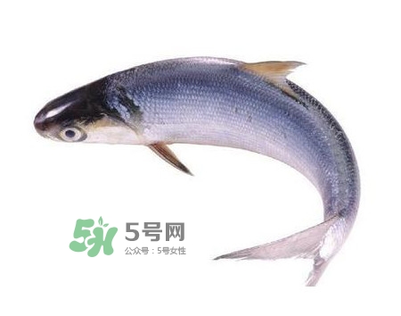 鰣魚和刀魚哪個貴？長江三鮮哪個最貴