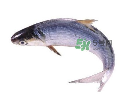 鰣魚(yú)什么時(shí)候最好吃？長(zhǎng)江鰣魚(yú)什么上市