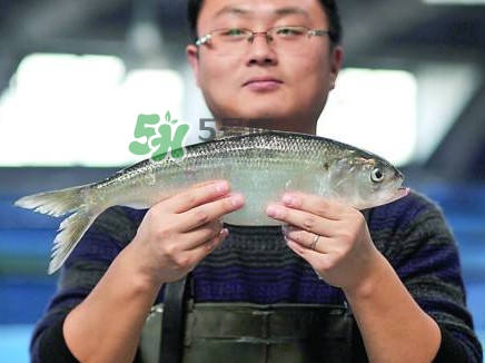 鰣魚與香魚怎么區(qū)分？鰣魚與香魚的區(qū)別