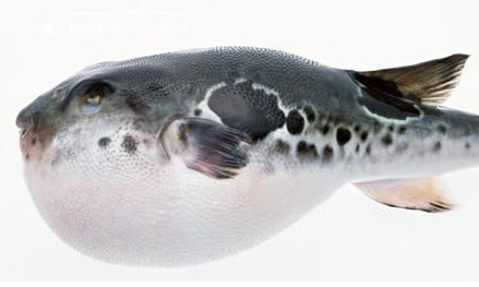 河豚怎么殺？河豚怎么處理