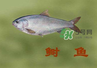 鰣魚和響魚是兩種魚嗎？鰣魚和鯽魚的區(qū)別