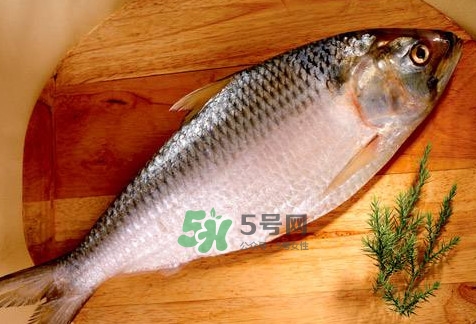 鰣魚怎么做好吃？鰣魚怎么處理