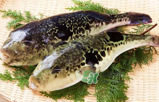 河豚究竟有多好吃？河豚最毒的部位是哪里