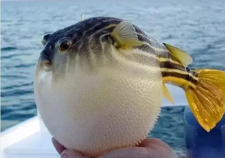 河鲀和大巴魚是一回事嗎？河鲀有哪些營(yíng)養(yǎng)價(jià)值