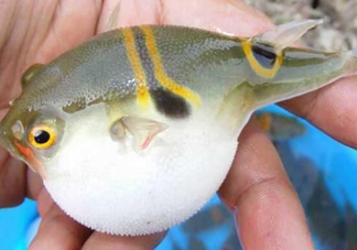 河鲀毒煮了還有毒嗎？怎樣去除河鲀的毒素