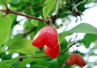 杈杷果多少錢一斤？杈杷果價(jià)格表