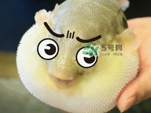 河豚哪里有毒？河豚毒素在哪