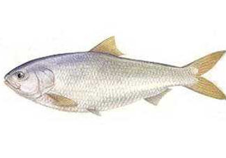 鰣魚和響魚是兩種魚嗎？鰣魚和鯽魚的區(qū)別