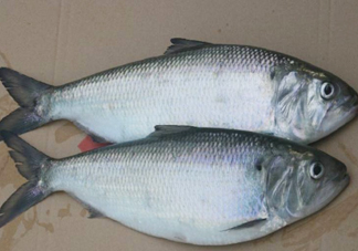 鰣魚什么時候最好吃？長江鰣魚什么上市