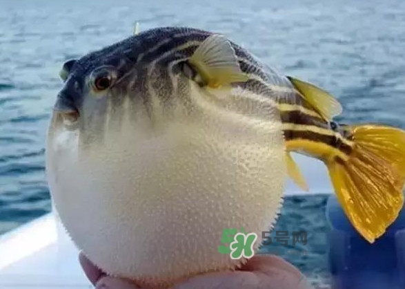 河豚魚是海鮮嗎？河豚魚是淡水魚嗎