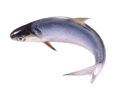 為什么吃清蒸海鰣魚都是半條？鰣魚有什么營養(yǎng)價值