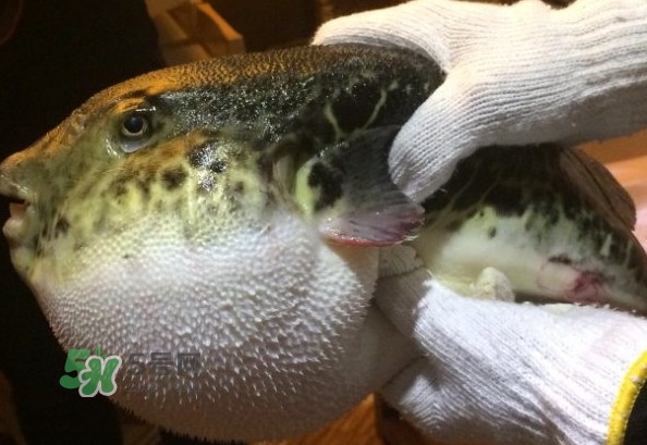 河鲀和大巴魚(yú)是一回事嗎？河鲀有哪些營(yíng)養(yǎng)價(jià)值