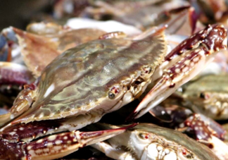 梭子蟹能放多久？梭子蟹能活多久？