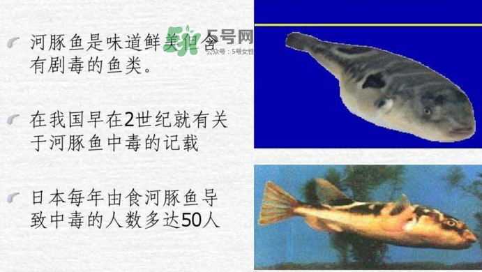 河豚中毒會(huì)產(chǎn)生幻覺(jué)嗎？河豚中毒多久發(fā)作