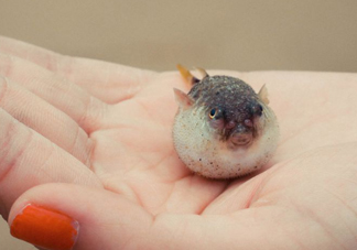 河豚可以當(dāng)寵物養(yǎng)嗎？河豚可以用淡水養(yǎng)嗎