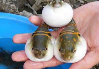 河鲀多少錢(qián)一只？河鲀多少錢(qián)一斤