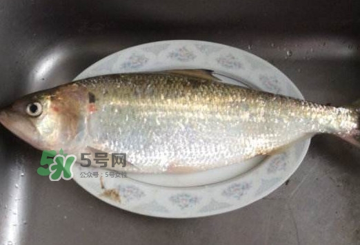 鰣魚(yú)怎么讀？鰣魚(yú)是什么魚(yú)