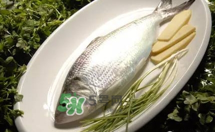 鰣魚的魚鱗能吃嗎？鰣魚為什么不去魚鱗