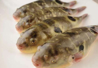 河鲀哪個(gè)部位有毒？河鲀哪個(gè)部位可以食用