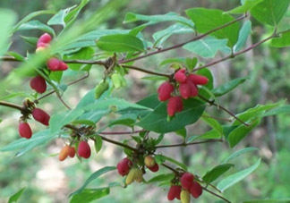 杈杷果能放時間長嗎？杈杷果怎么保存？