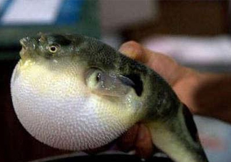 河鲀可以養(yǎng)嗎？河鲀有毒為什么還要吃