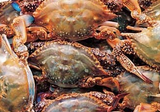 梭子蟹一只大概多重？梭子蟹一斤一般幾只？